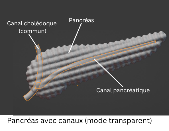 pancreas phantom with notes